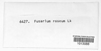 Fusarium roseum image